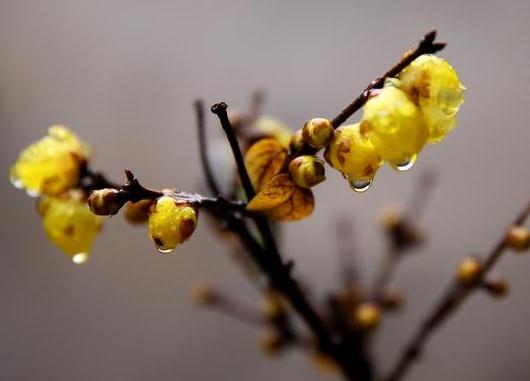 這5種樹木種植在別墅花園中別有一番風(fēng)雅！