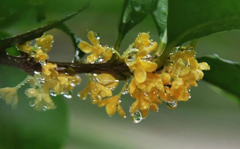 春季桂花移栽修剪有訣竅，襄陽(yáng)園林綠化公司親傳經(jīng)驗(yàn)，來(lái)年花多枝密長(zhǎng)勢(shì)好