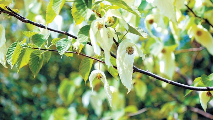 國(guó)家植物園“中國(guó)鴿子樹(shù)”飄逸綻放