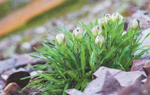 冰天雪地，為何也有植物開花？