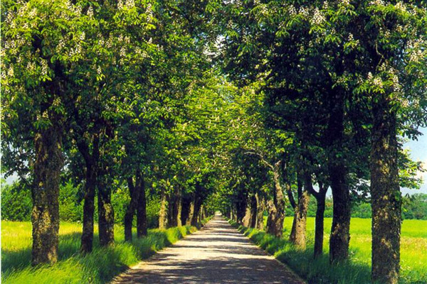 高固碳能力植物景觀為“雙碳”目標(biāo)助力